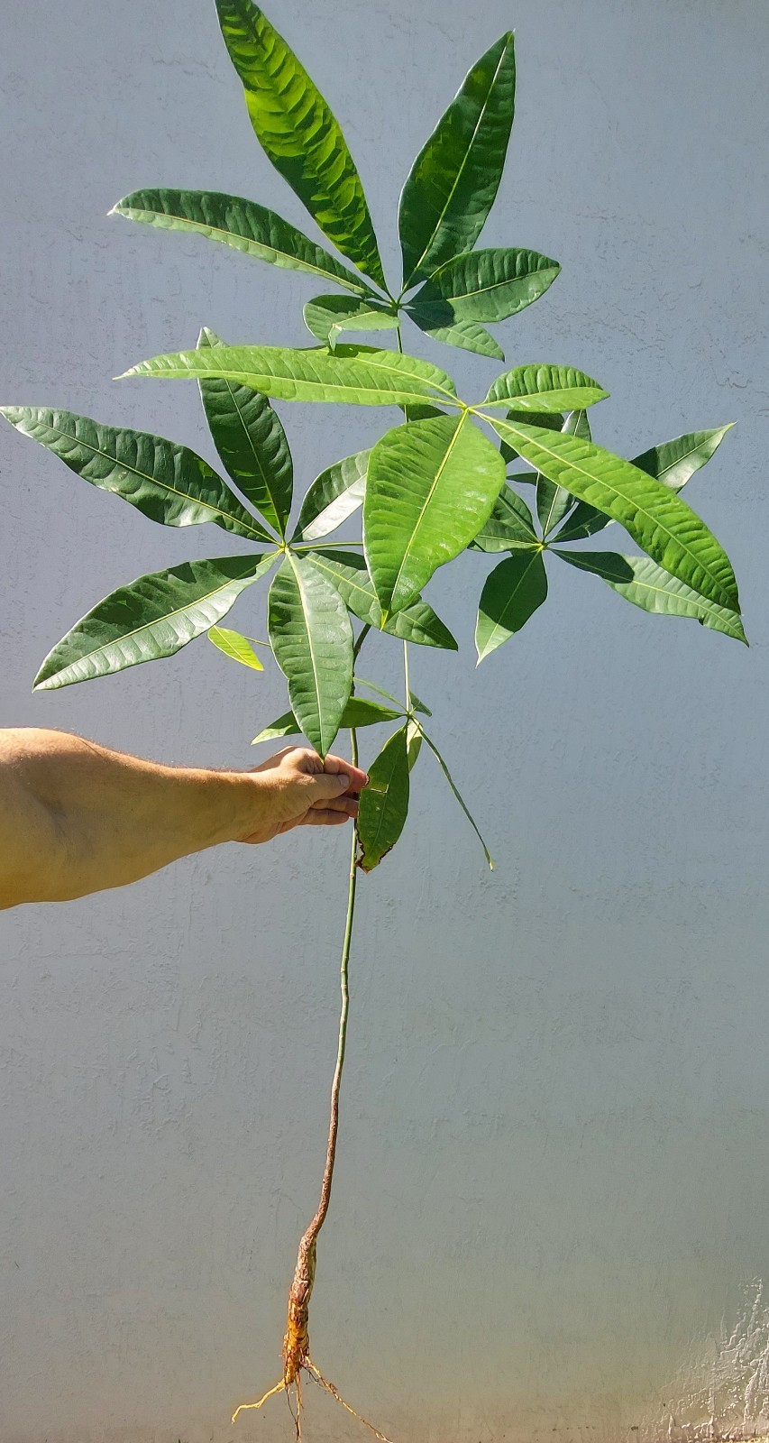 Silk Floss Tree Pink Live Ceiba Speciosa Chorisia Flowering Plant Bonsai 2-5 Ft