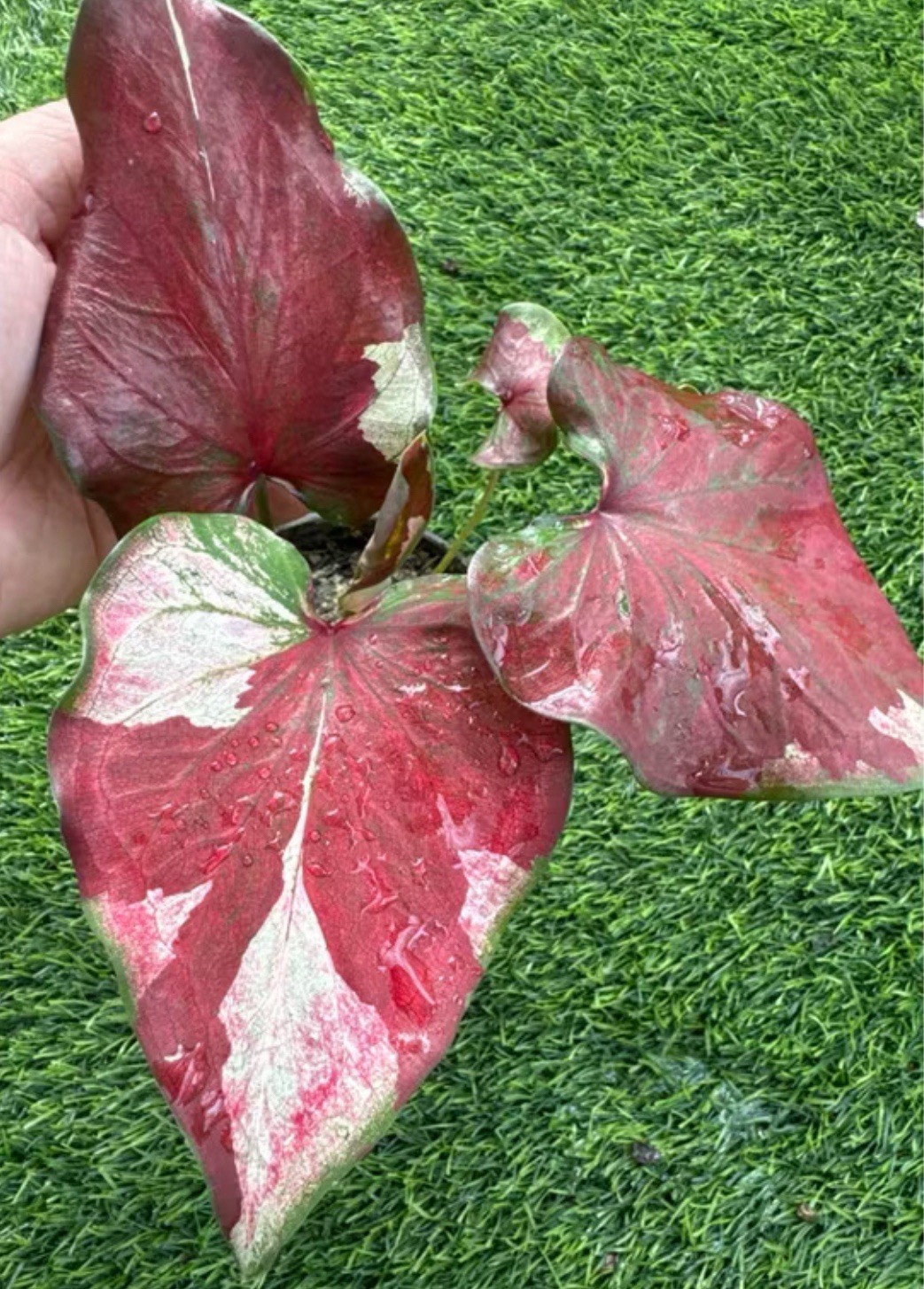 AUTHENTIC Caladium Tao Farn 1 bulbs
