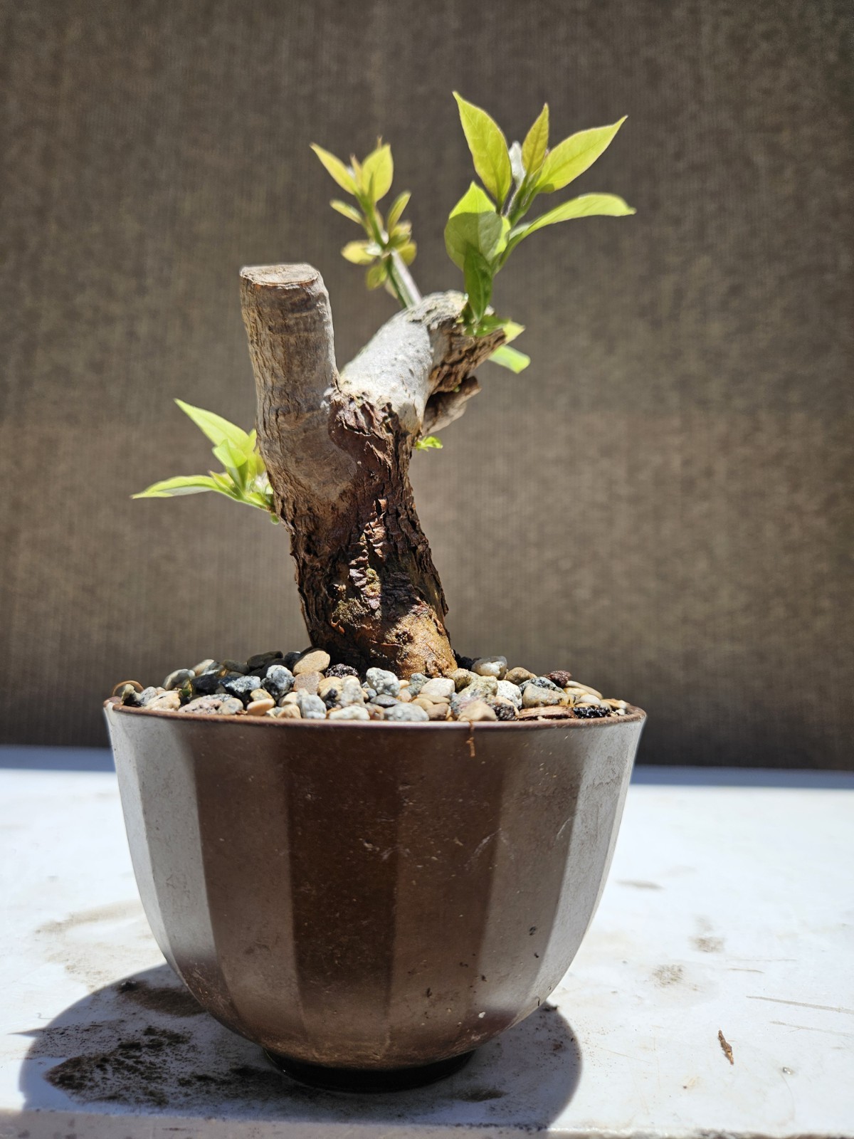 Bougainvillea Purple Bonsai Tree,,, SALE