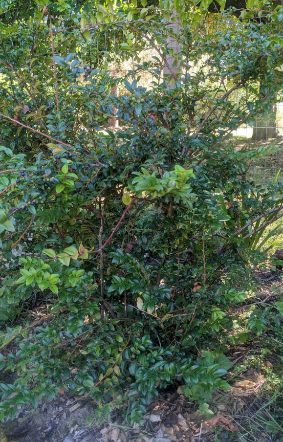 Live Huckleberry Plant, Vaccinium ovatum, 1-2″ Tall in 1,5″ pot, Edible Berries