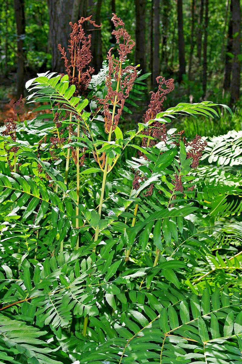 ROYAL FERN 1000 SPORES (SEEDS) HARDY ZONE 3-9,mariesgreengarden OSMUNDA REGALIS