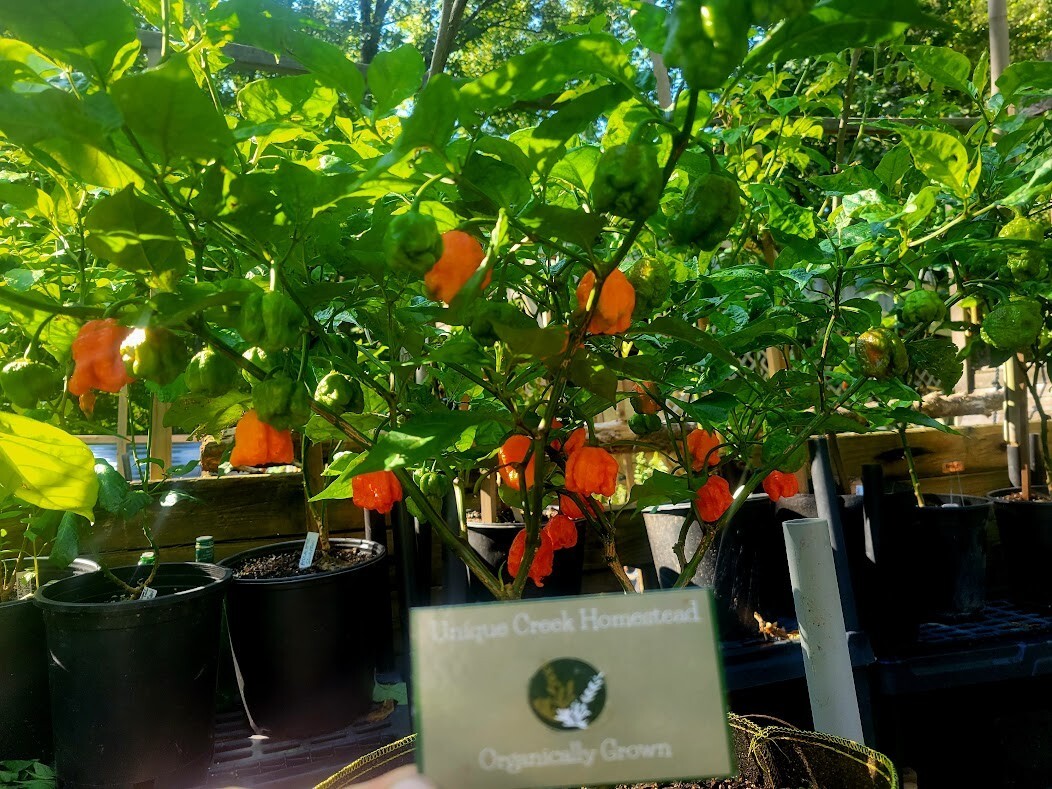 Carolina REAPER Super HOT Pepper Seeds Unique Creek Homestead Certified