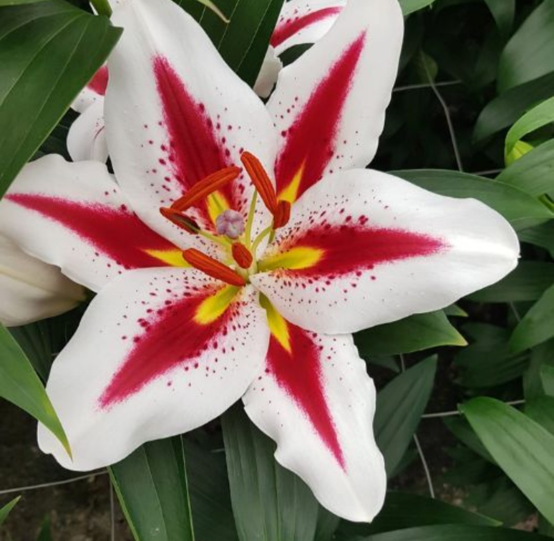 Oriental Lily Big Smile 1 bulb