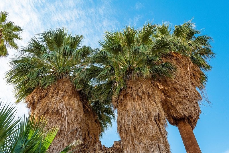 California Fan Palm 10 Seeds Washingtonia Filifera Free Shipping!