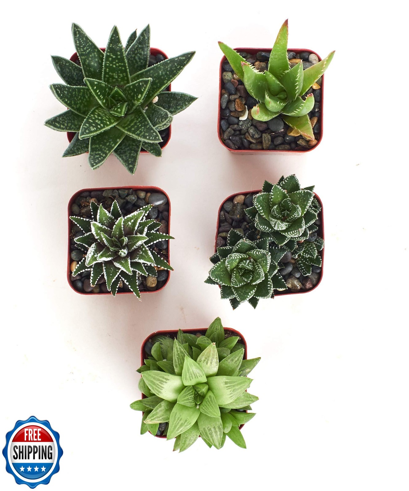 Shop Succulents | Alluring Collection of Live, Hand Selected Vari