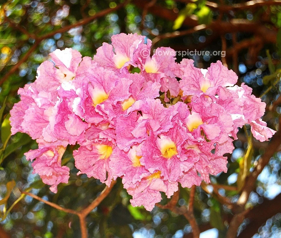 24”-36” Tabebuia Trumpet Tree-Tabebuia heterophylla-Rooted Starter Plant
