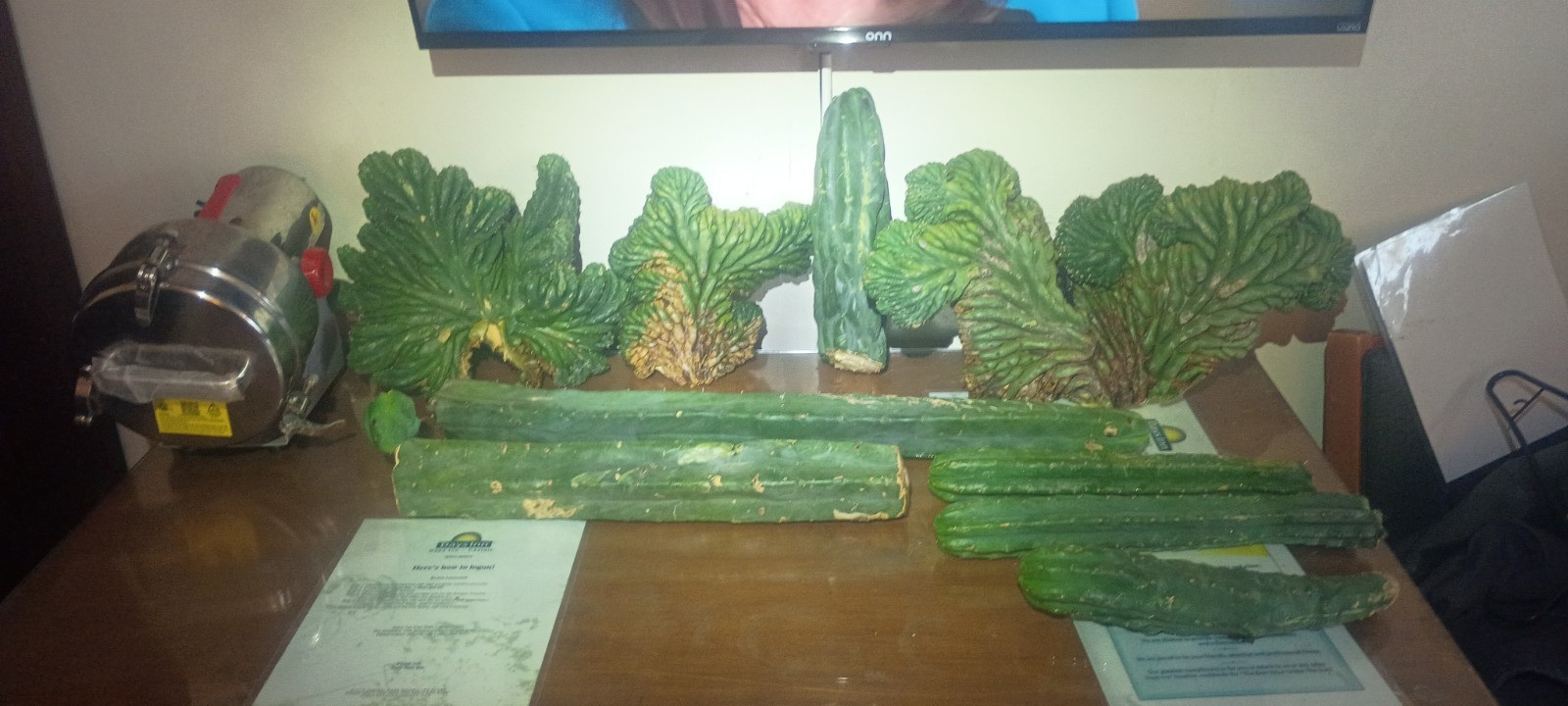 Green Crested Cactus Cuttings Lot – Clumping, Full Sun, 1 Pack