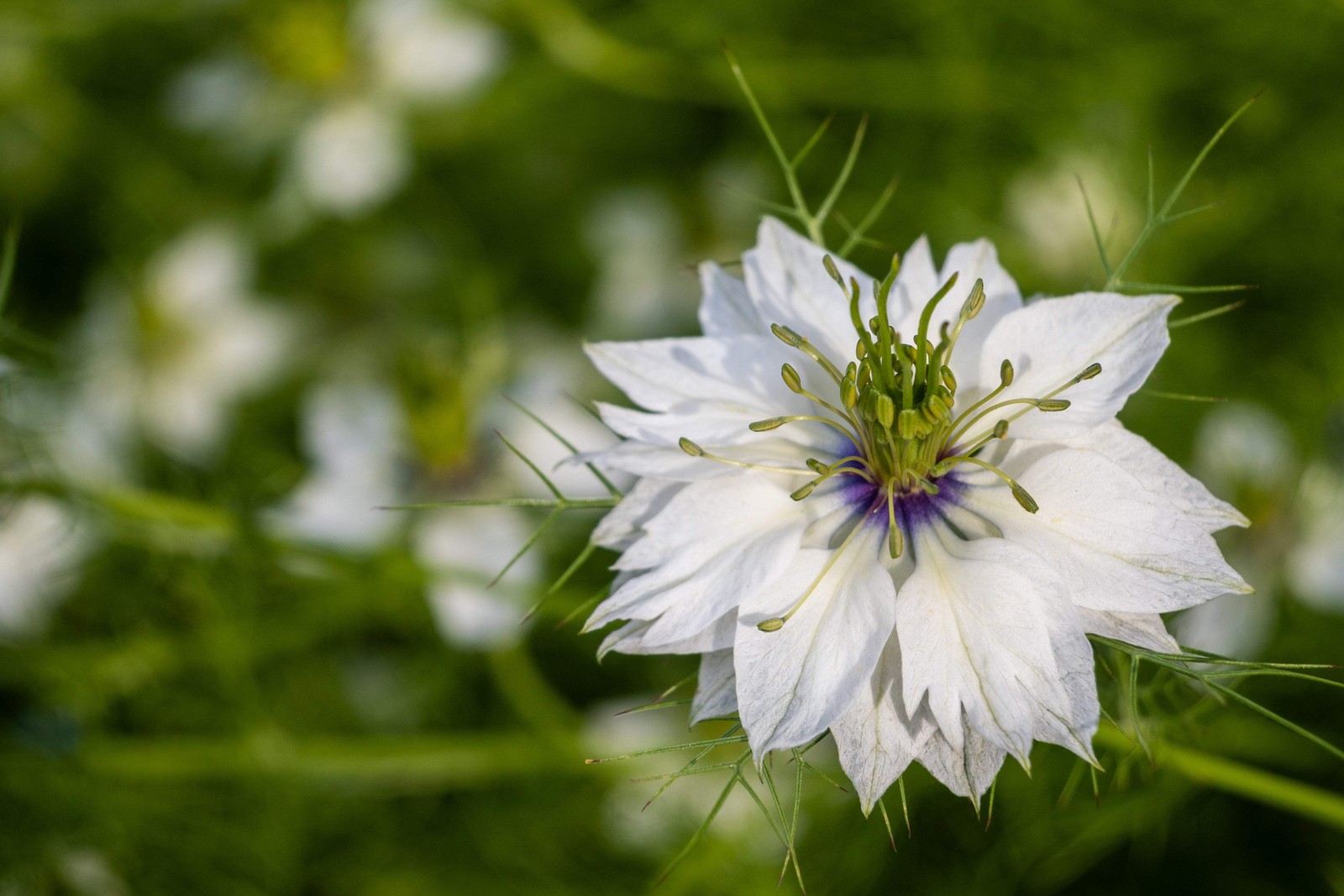 500 LOVE In A MIST PERSIAN Jewels Mix Nigella Damascena Fennel Flower Seeds