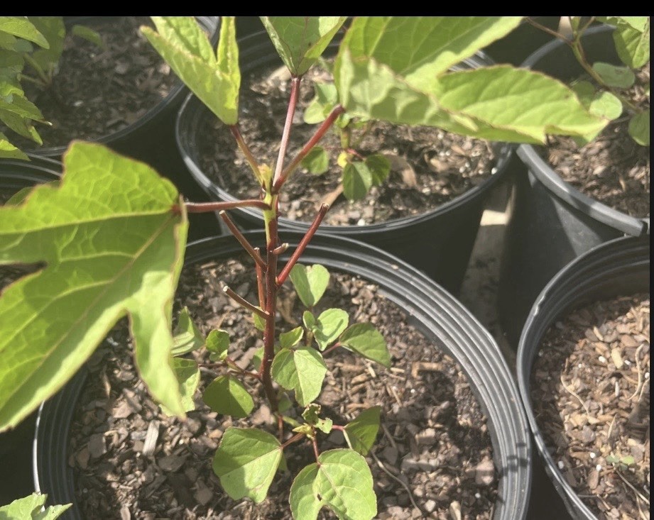 Hibiscus tea Plant – Roselle Live Plant Hibiscus sabdariffa