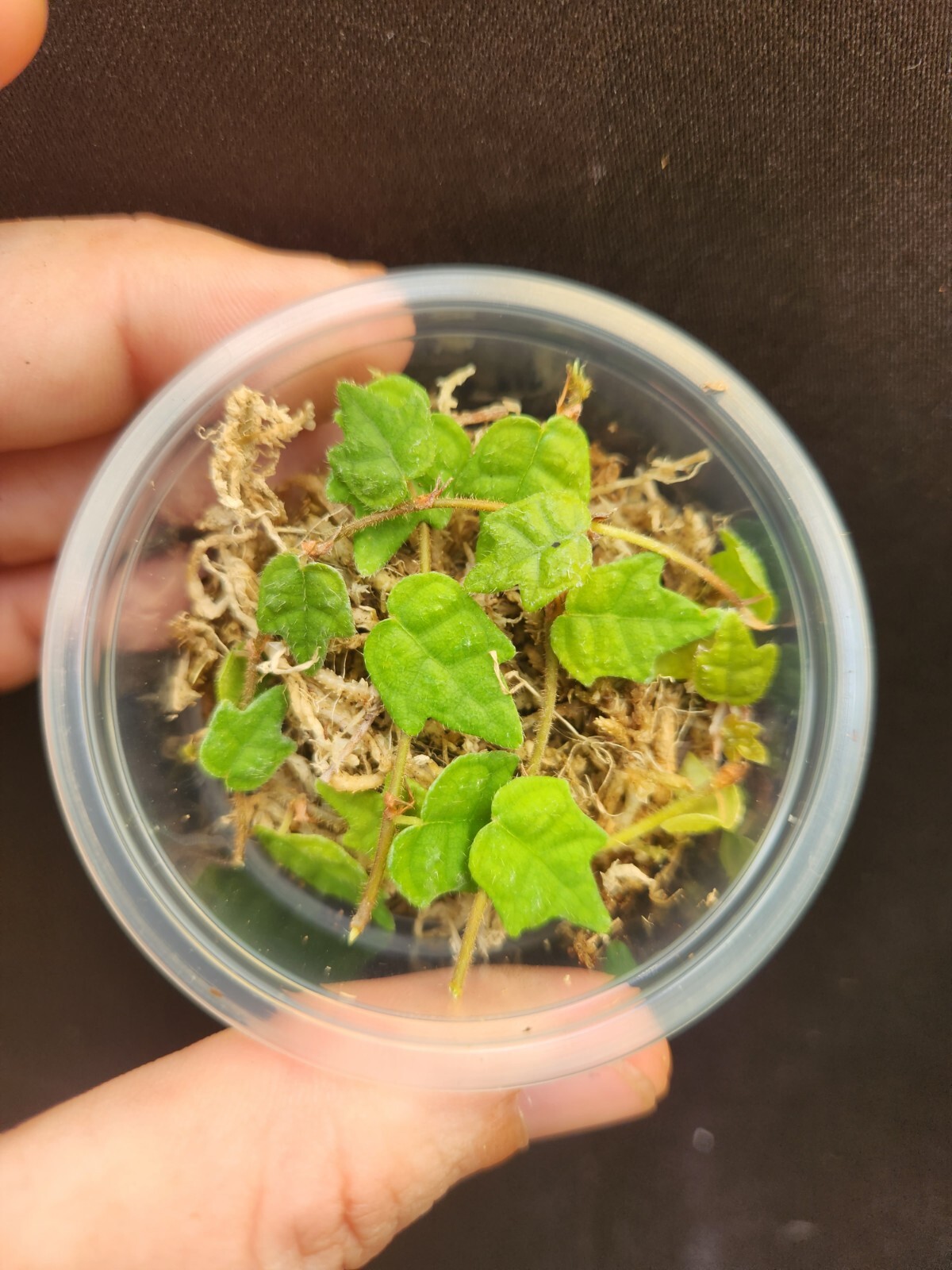 String Of Frogs Cuttings In Propagation Cup With Moss