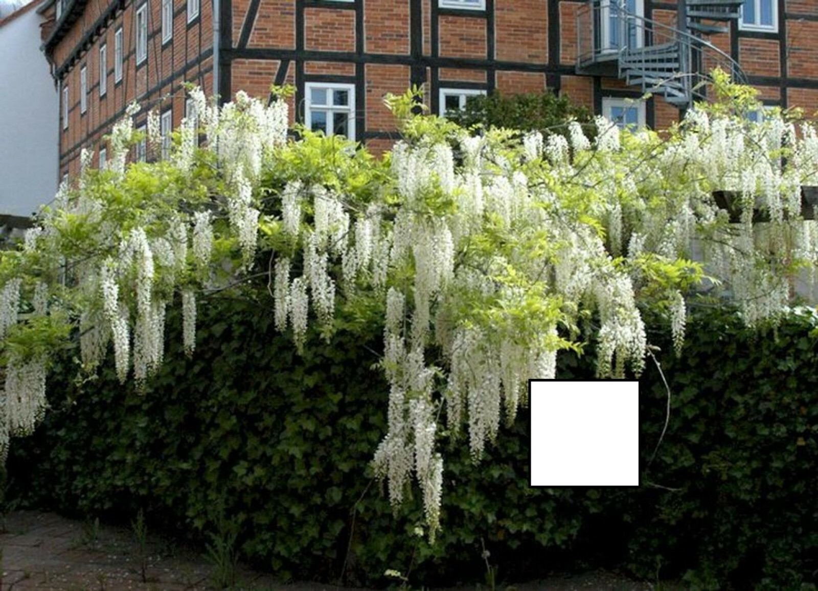 Wisteria sinensis Alba, grafted, 1 year old, rare item 12-16” tall