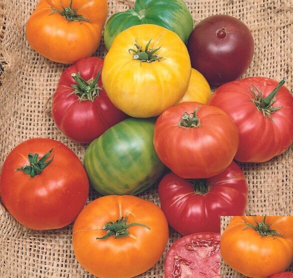 Tomato Mix BEEFSTEAK RAINBOW Heirloom Tomatoes Indeterminate Non-GMO 50 Seeds