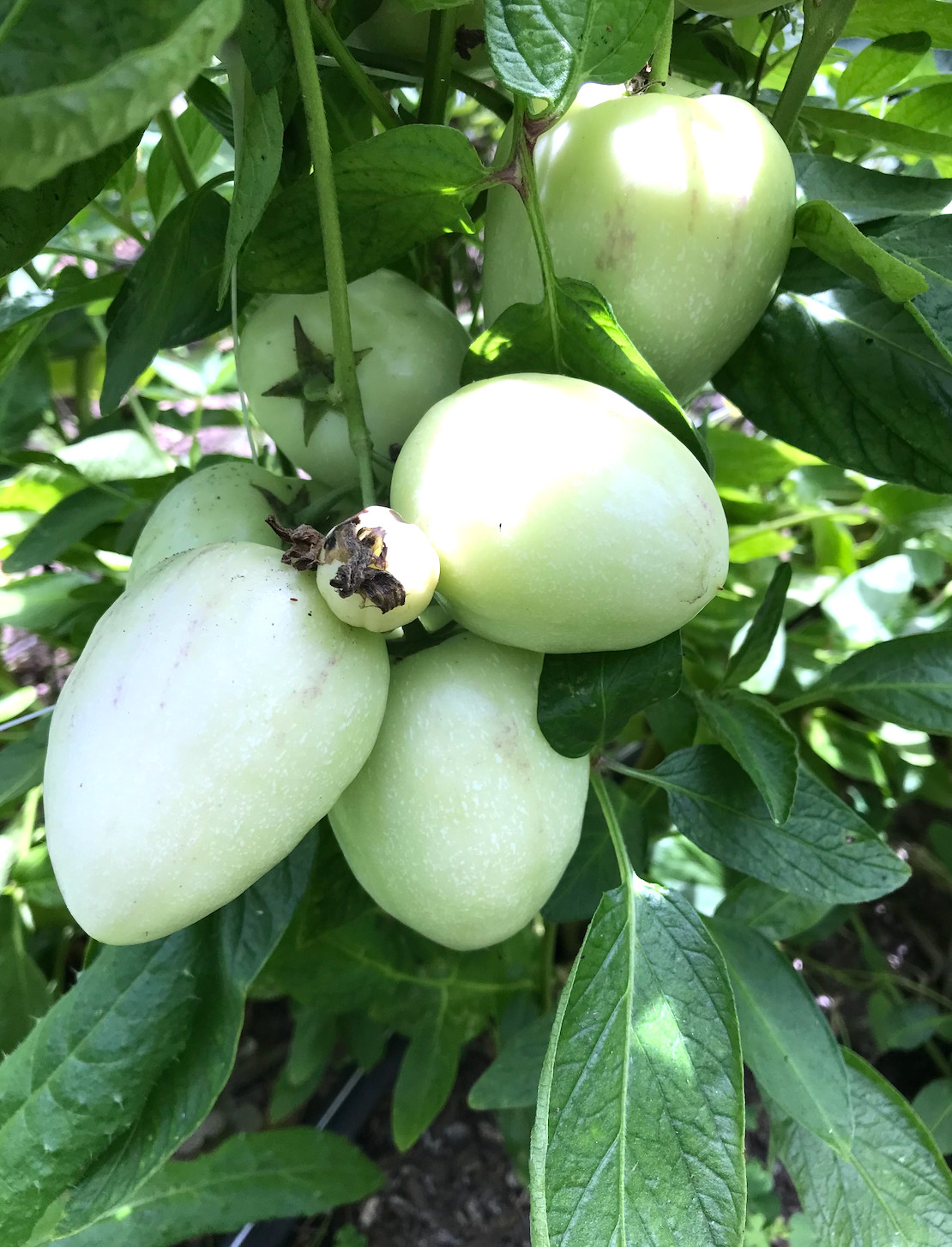 6 Cuttings of the ‘Vista’ variety pepino melon – delicious sweet cucumber.