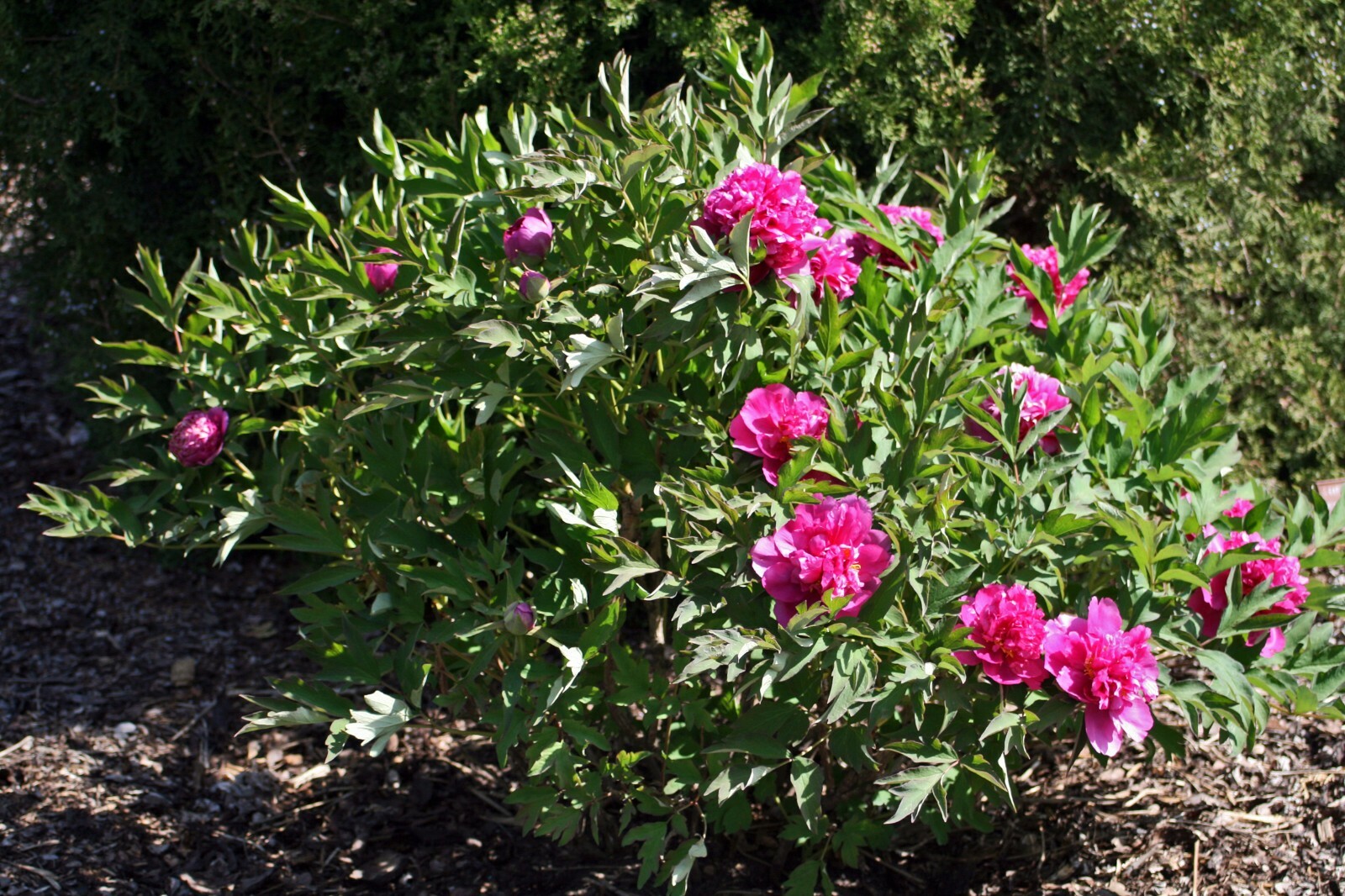 Tree Peony, Paeonia suffruticosa, Seeds