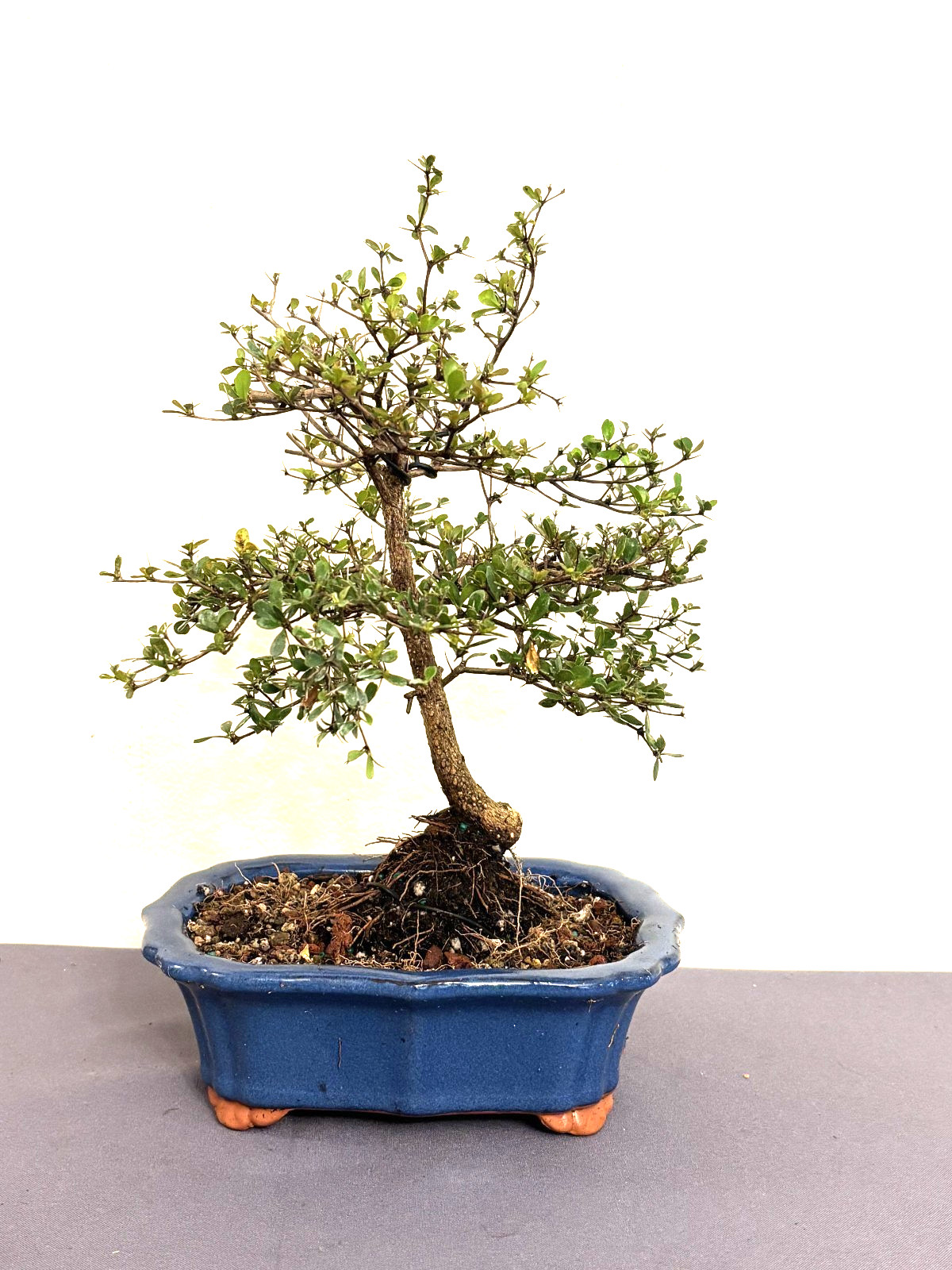 Dwarf Black Olive (Bucida Spinosa) Bonsai – Plant – Kifu Size