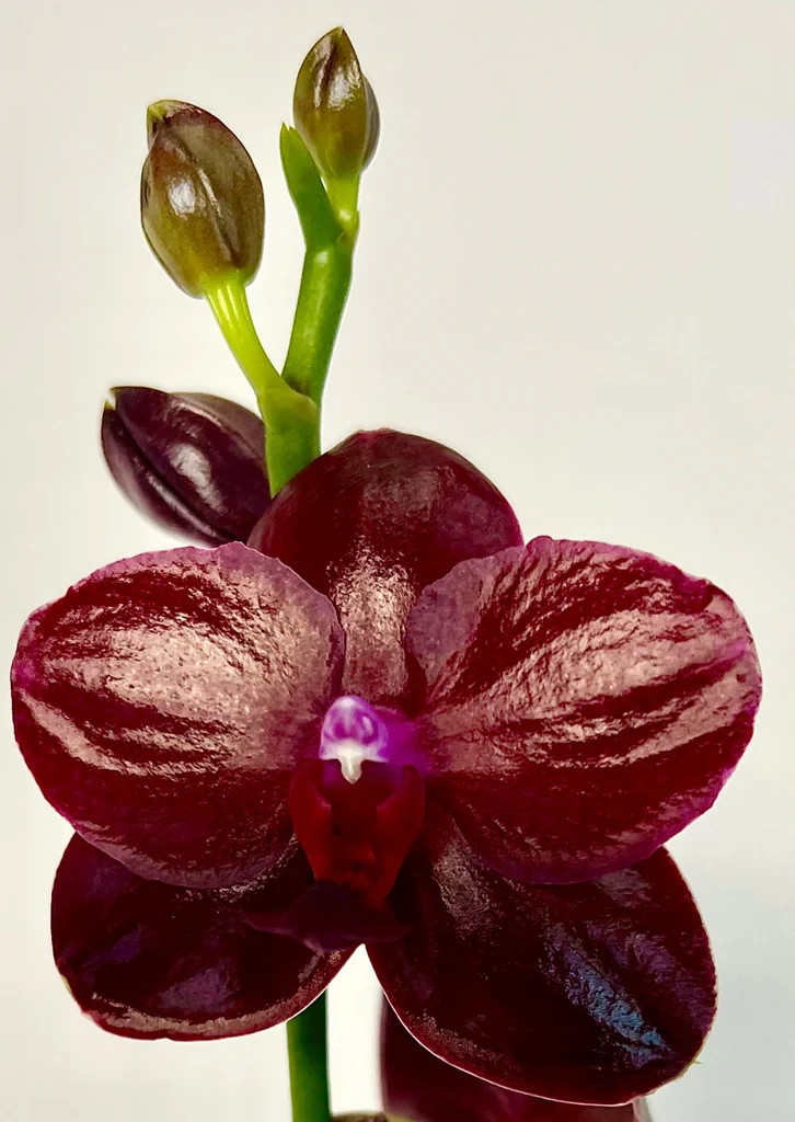 Phalaenopsis Orchid Phal. Sogo Relex ‘1661’ Near Blooming Size In 2.5″ Pot