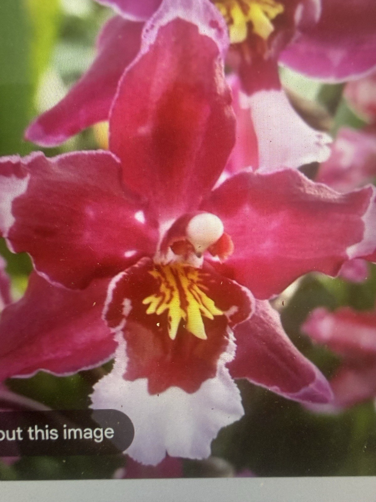 ORCHID Plants 10 Onciduim bulbs $2. each 10 minimum not marked br