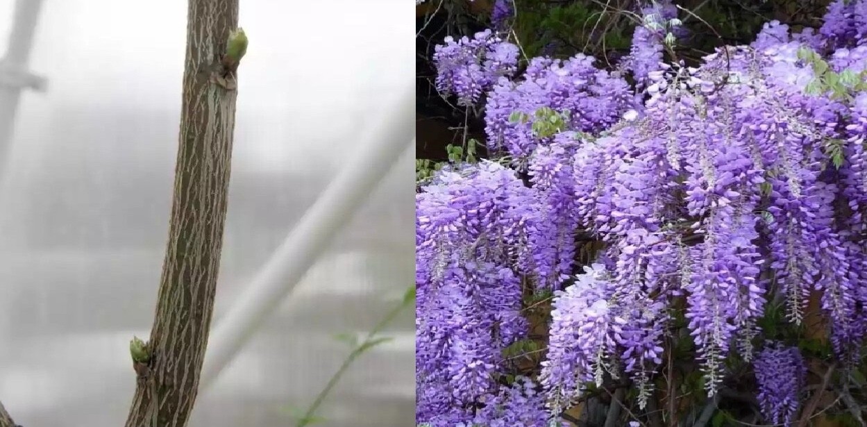 10 Unrooted Purple Wisteria Cuttings