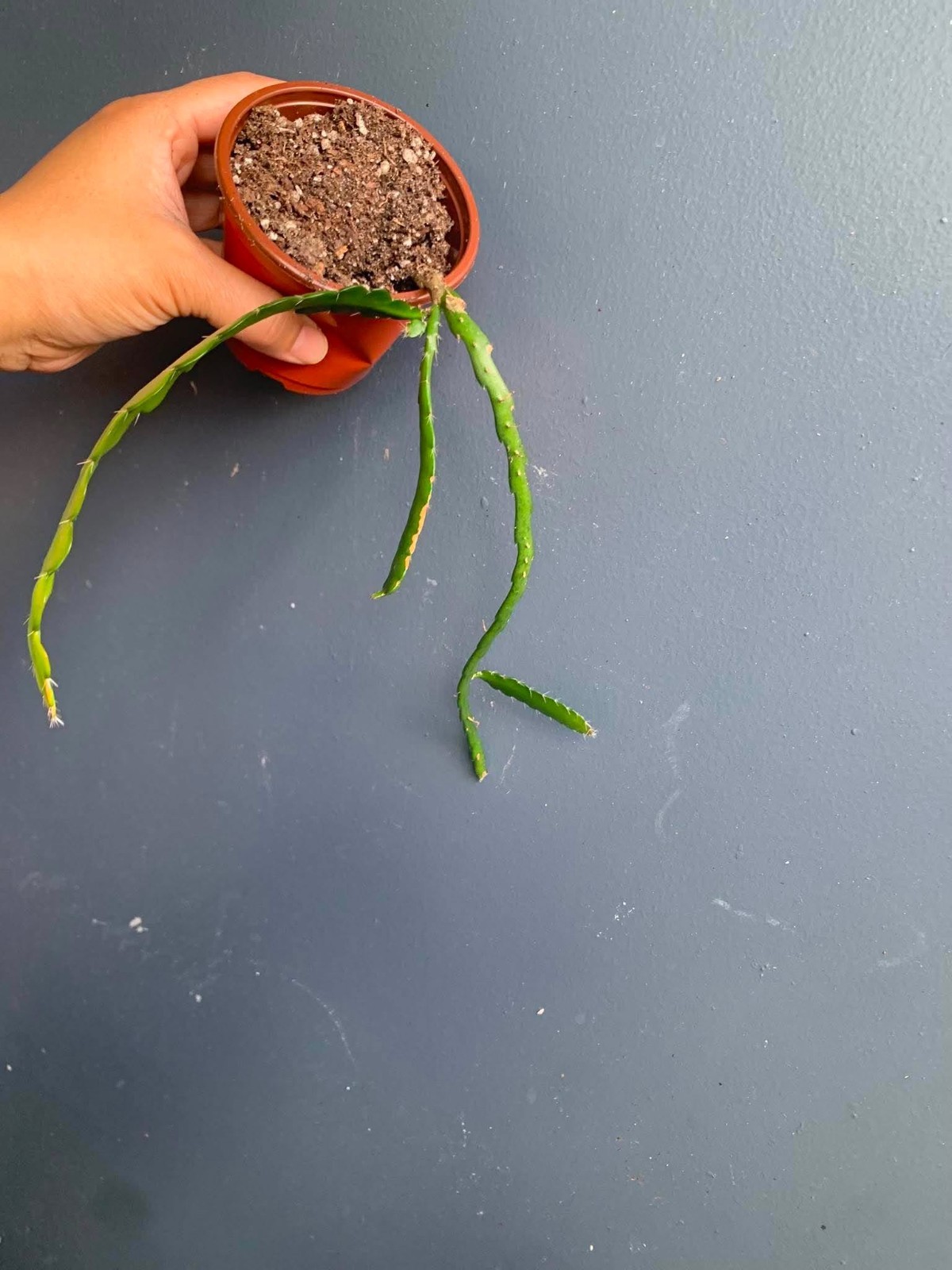 Fishbone Cactus 3″ Pot | Zig Zag Cactus | Rooted Jungle Cactus Easy Care Plant
