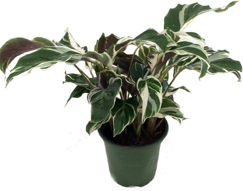 Calathea Fusion White Peacock Live Plant Indoor Easy Houseplant 4″ Pot