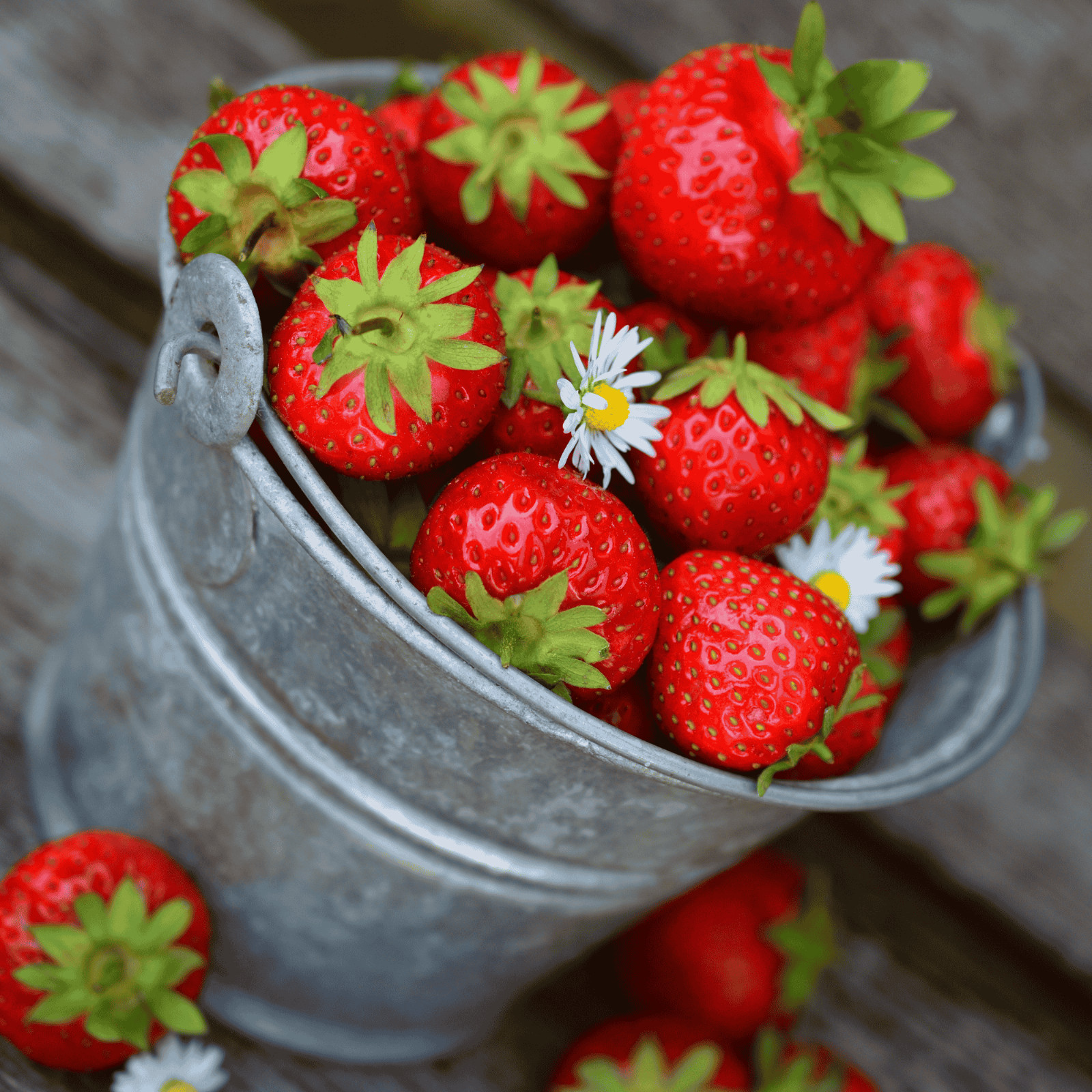 Honeoye Strawberry Roots – BareRoot Plants High-Yield, Early-Season June-Bearing