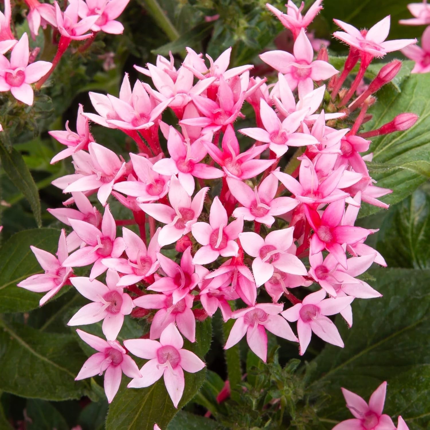 Pentas Lanceolata Seeds – 100+ High Germination Non-GMO Outdoor Flower Seeds