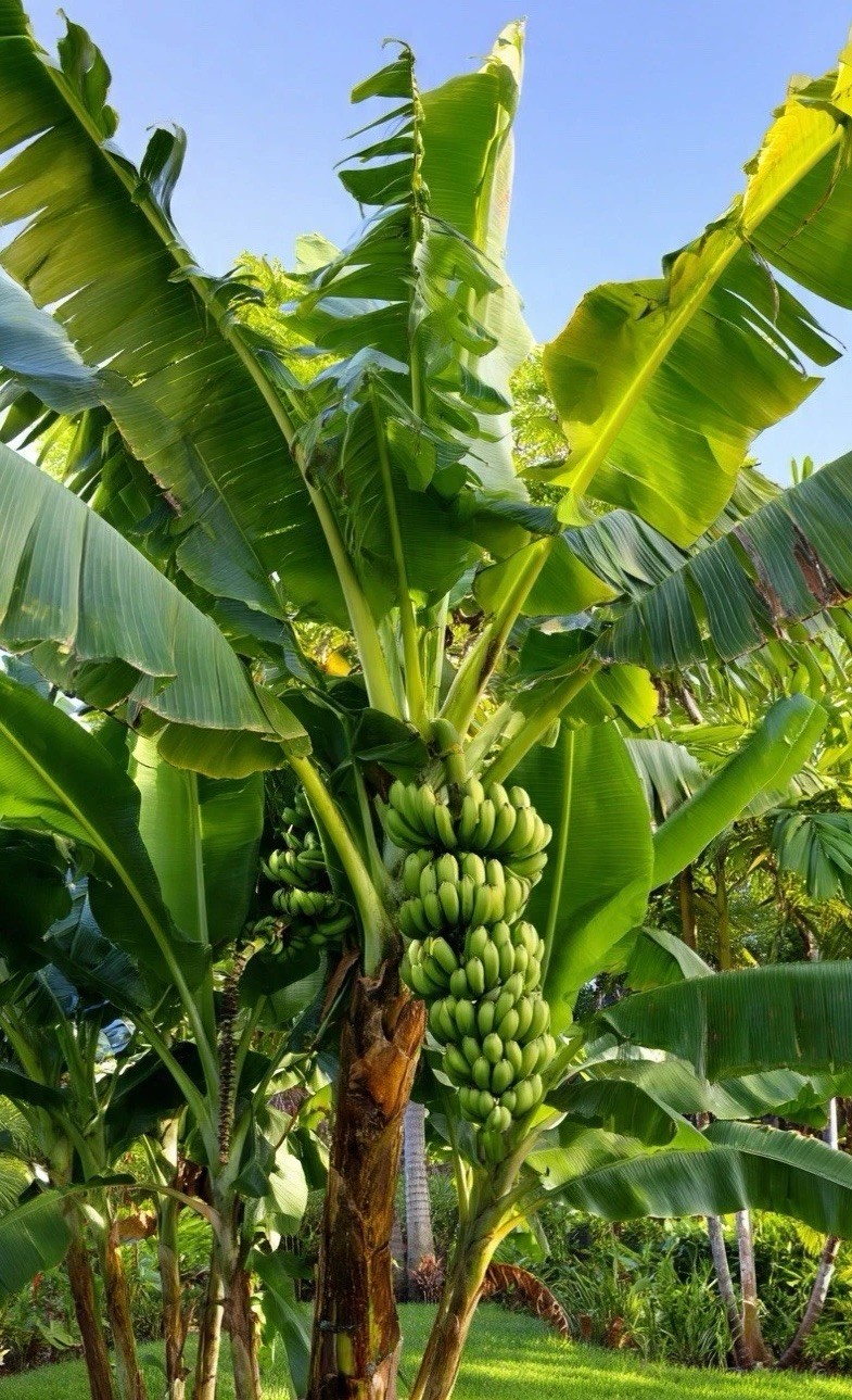 Live Banana Tree Bulb Williams Hybrid Full Size Giant Cavendish Banana Plant