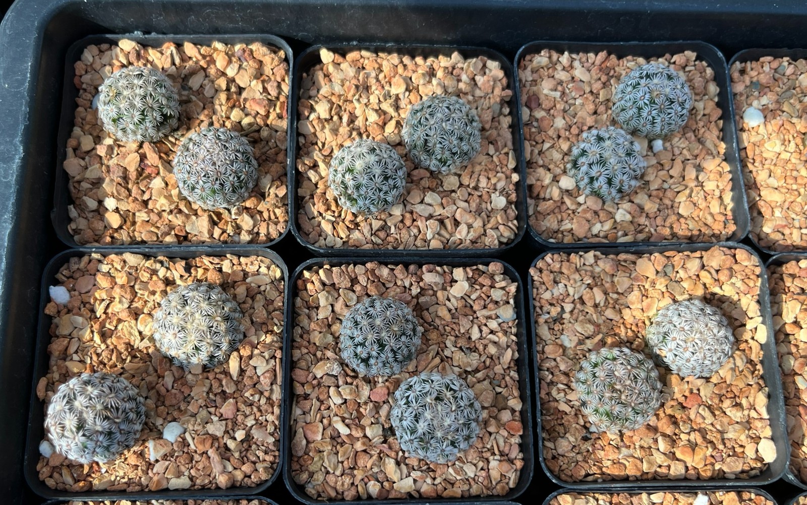 Cactus- Mammillaria hernandezii (2 pieces mature plants; 2″ pot)