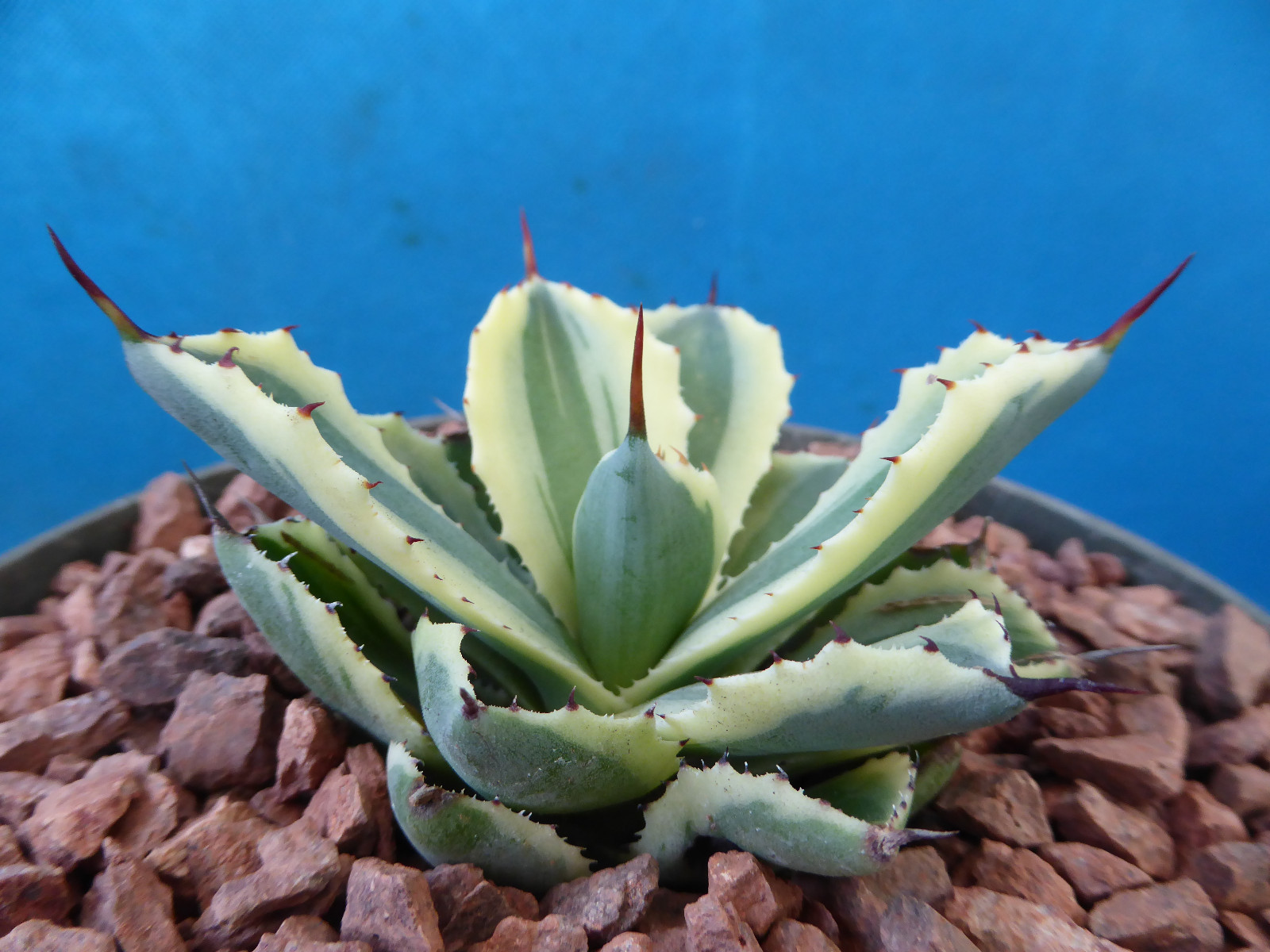 Agave “Desert Diamond” Variegated Sport of “Kissho Khan” Superb Succulent! 2″-3″