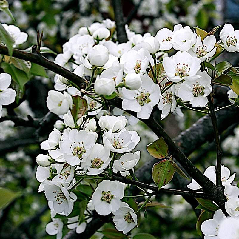 EUROPEAN PEAR TREE SEEDS (Pyrus Communis) Fast Hardy Fruit Flower Garden Plant