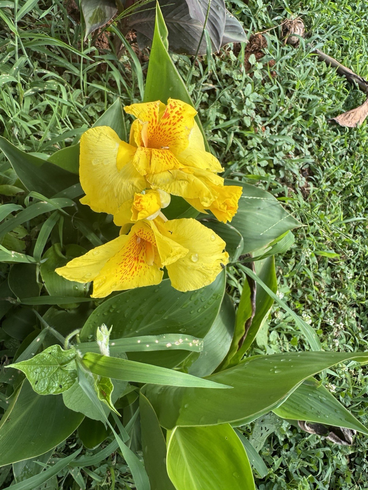 4 Bulbs Canna Lilly Bulbs Yellow Canna Orange Speckled Throat Medium Height 3ft