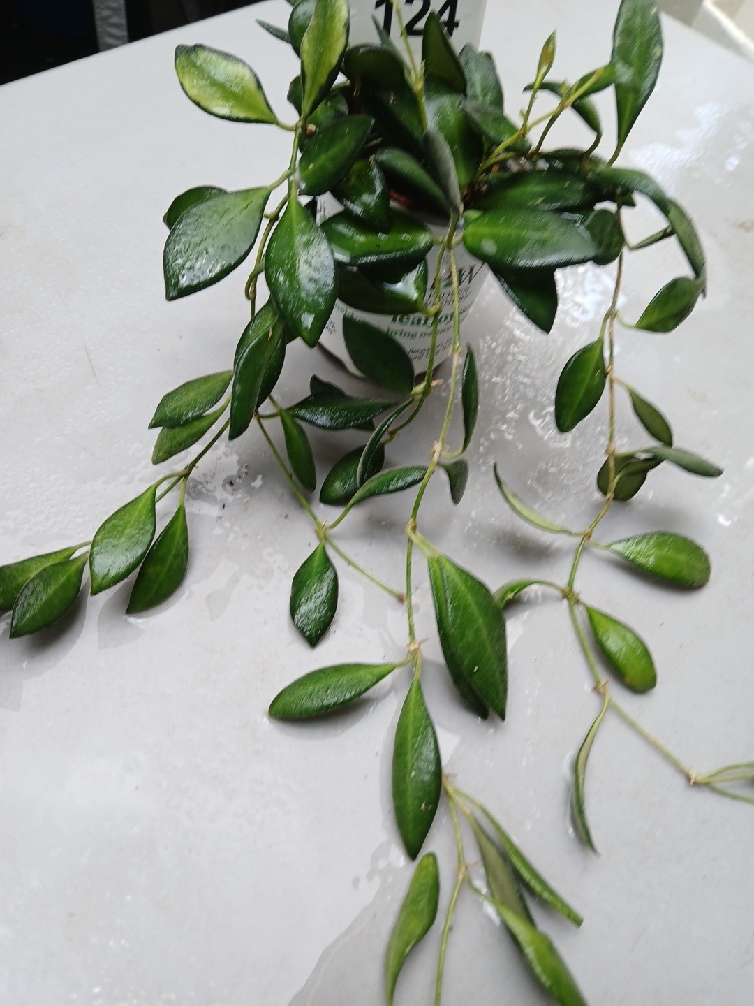 #124- HOYA BURTONIAE VARIEGATED LIVE PLANTS, FULL POT PLANTS,