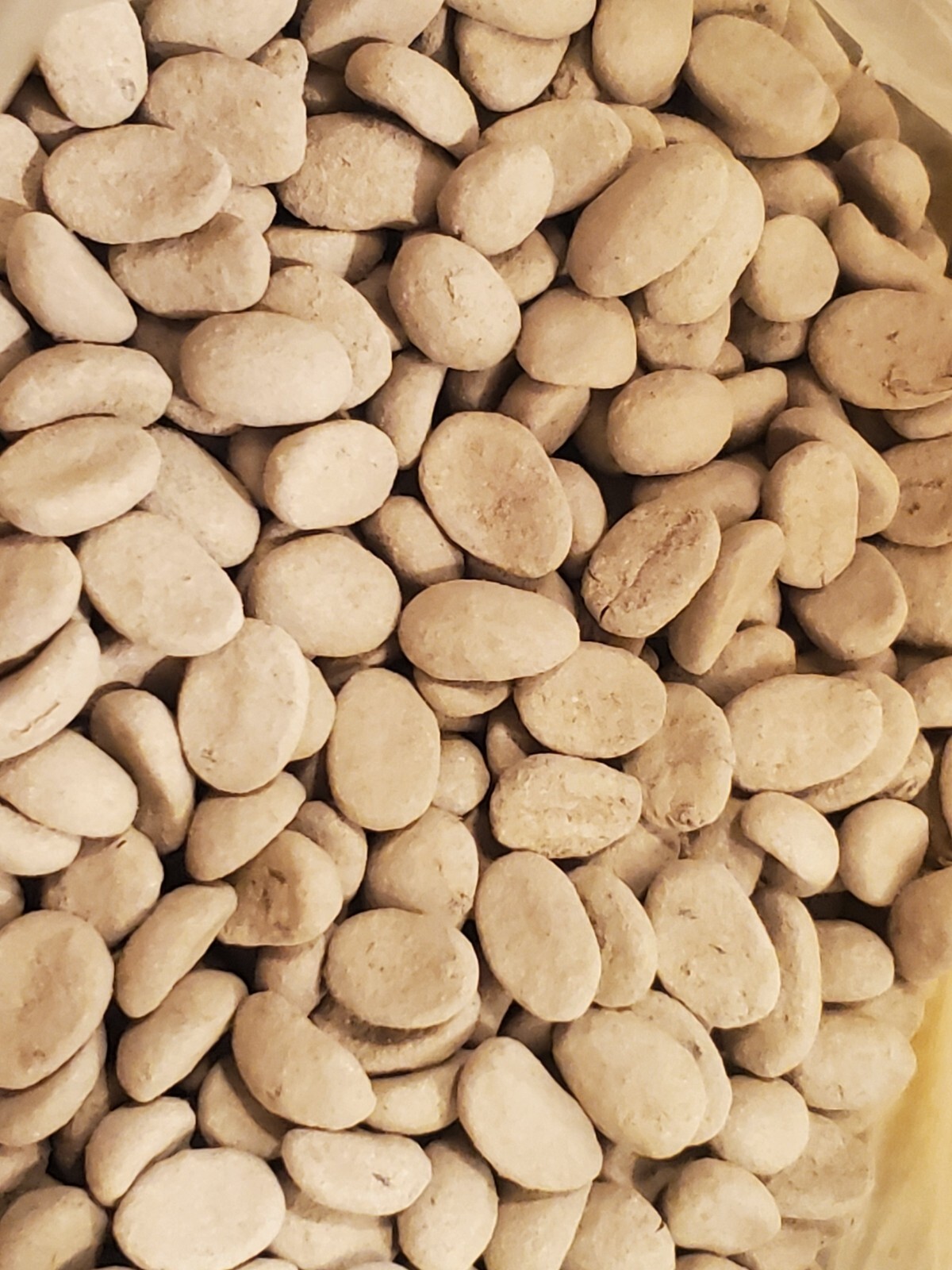 25 Coffea Robusta (syn Canephora) Seeds Grow your own coffee plants at home