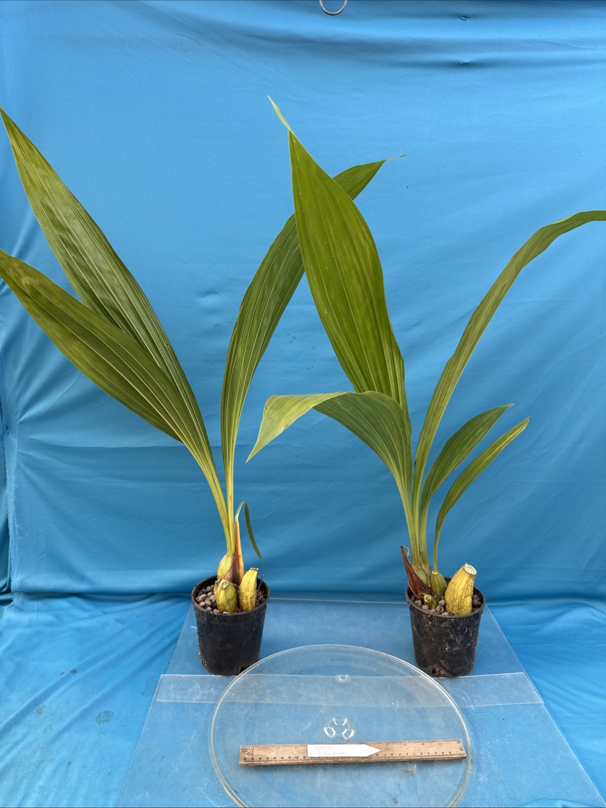 Lycaste cinnabarina Huge BS Green Orange Orchid Species Tall Flowers 5.5” Pot