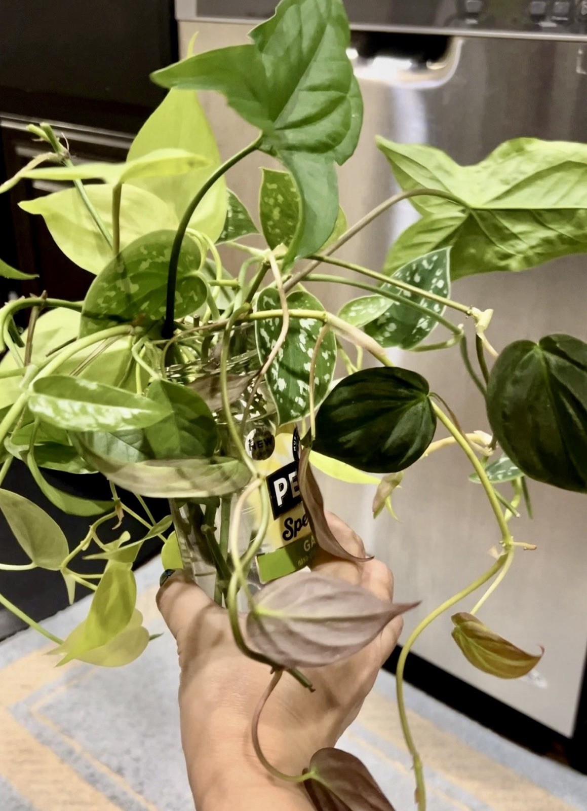 15 Live Unrooted Cuttings Of Common And Semi-rare Houseplants Mystery Box