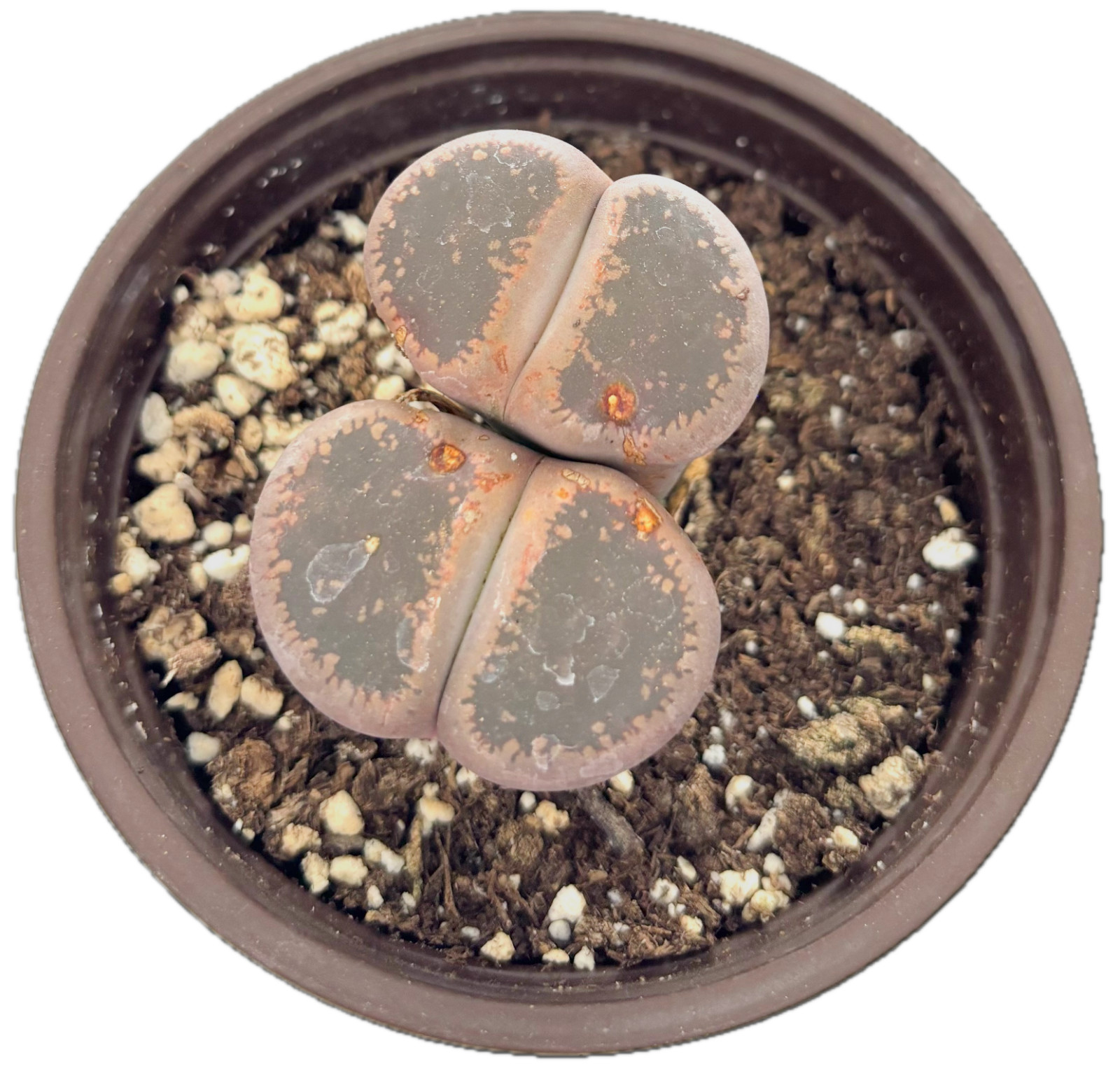 Was $20 Now $10 Lithops Live Succulent Plant, Large 4″ Pot, Rare Living Stone