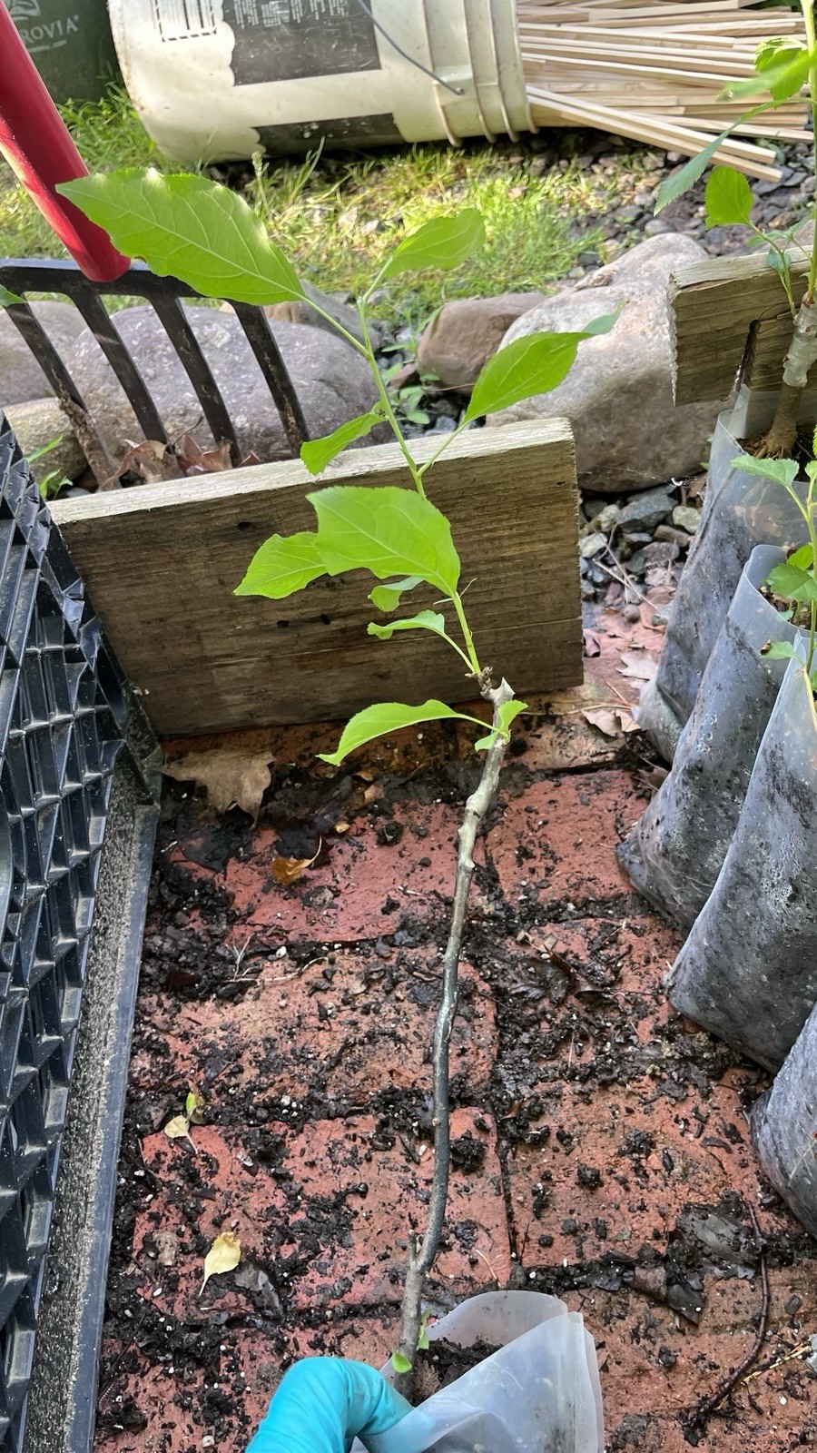 8-12” tall Dolgo Crabapple Apple Tree grafted potted