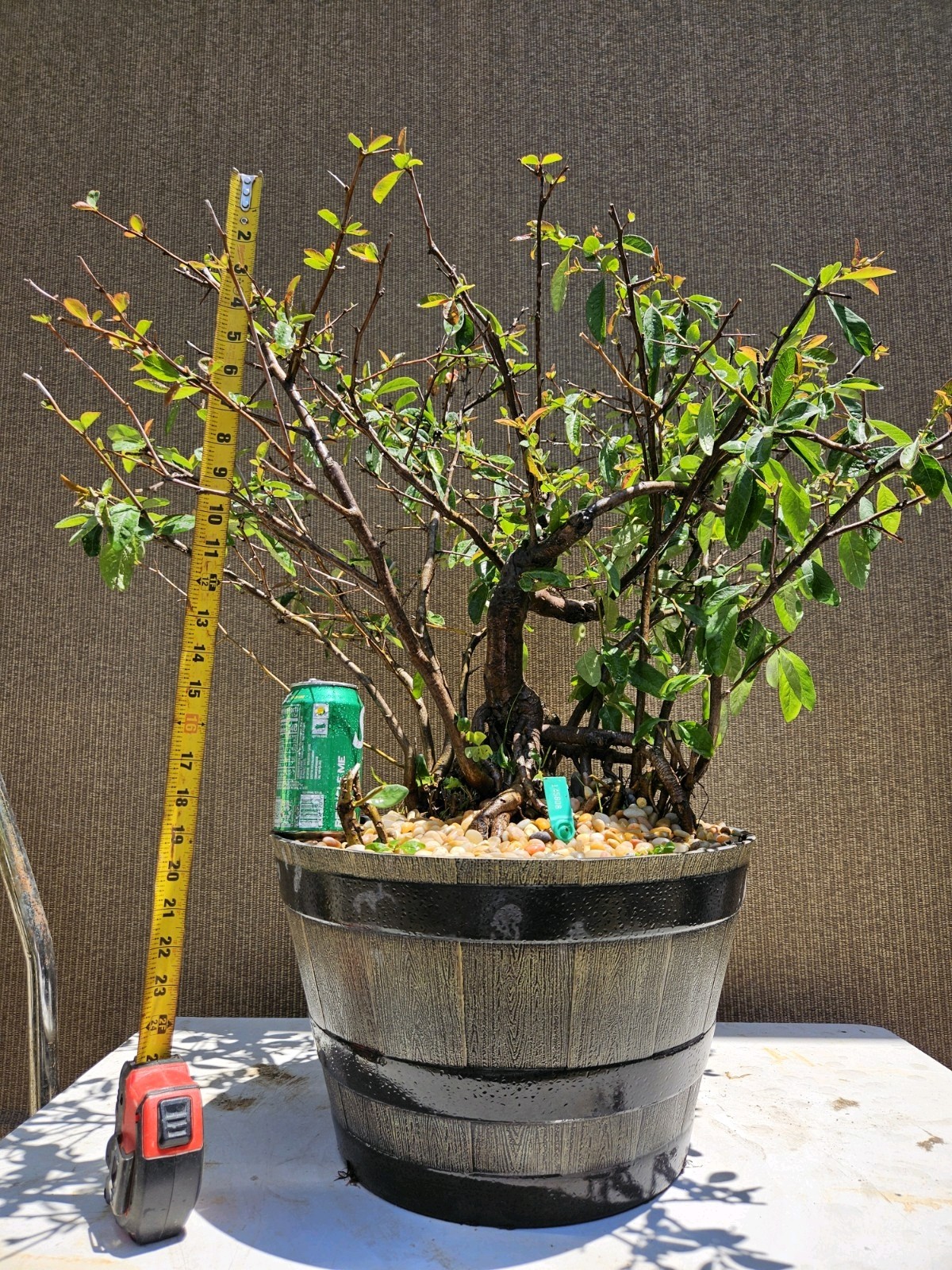 Old Japanese Flowering Quince ( Toyo- Nishiki -Quince ) Bonsai Tree,,, SALE