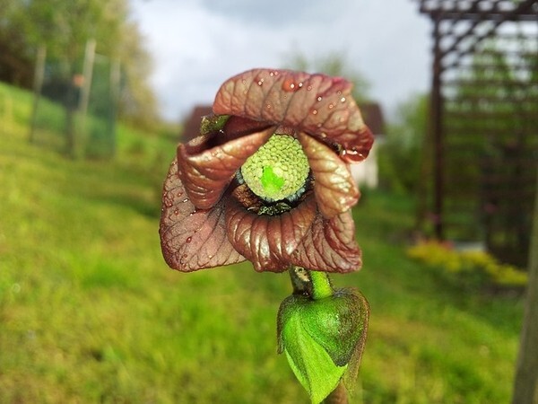Asimina triloba ‘Sunflower’, grafted 10-12 inches tall plant (Poor Man’s Banana)