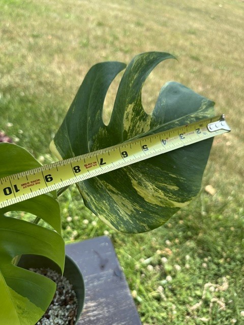 Monstera Aurea Variegated – Exact Live Rooted Plant – US Seller – A2