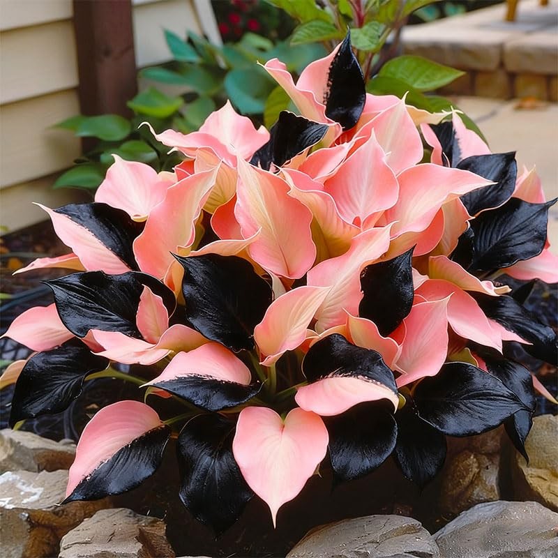 220+ Mixed Rare Hosta Seeds for Planting-Attract Pollinators Perennial…
