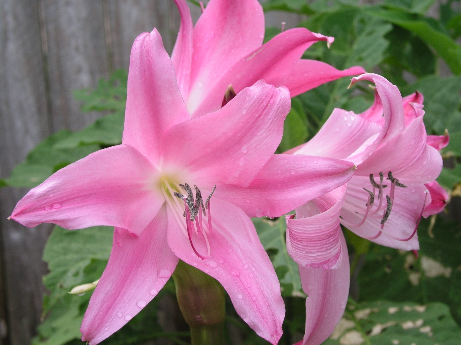 Crinum Lily, Worsleyi, Jumbo, blooming-size bulb, NEW
