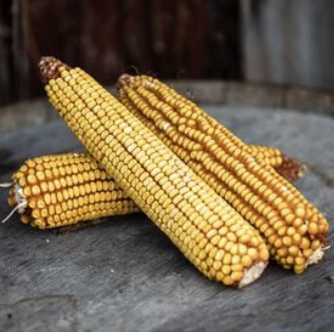 Altacomulco Yellow Conico Corn Seeds (30) / MEXICAN HEIRLOOM / SWEET / RARE