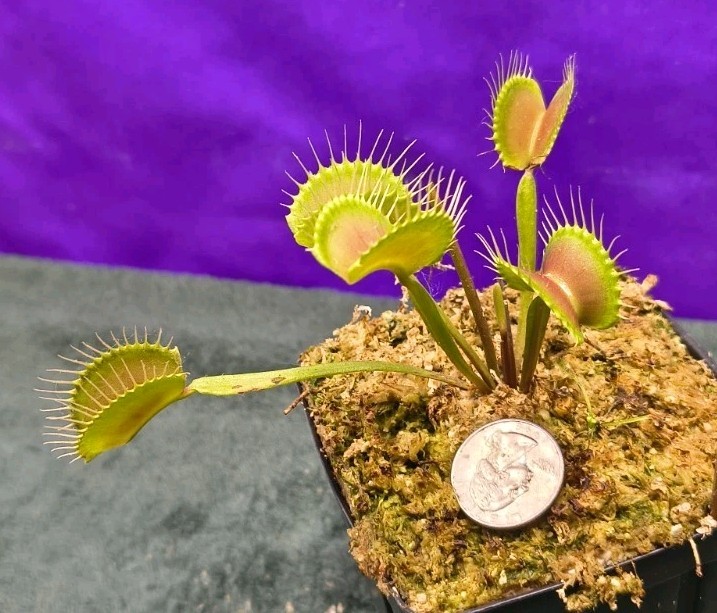 Venus Flytrap PINNACLE Large Carnivorous Plant