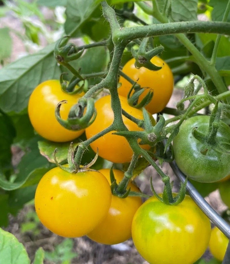 Patio Choice Yellow Micro Dwarf Tomato Seeds 10 Organic Seeds
