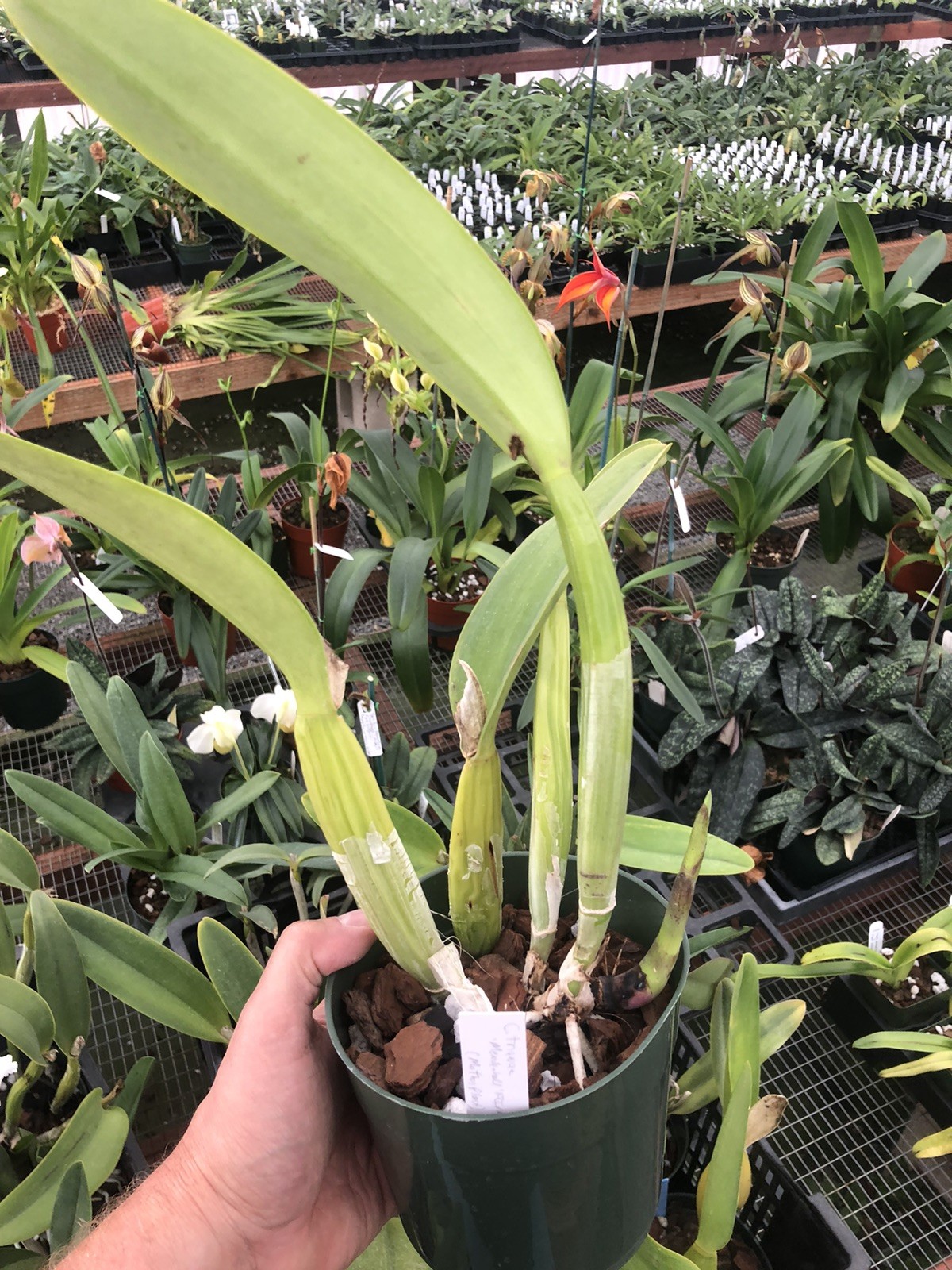 Cattleya trianae ‘Mendenhall’ AM/AOS Original Division
