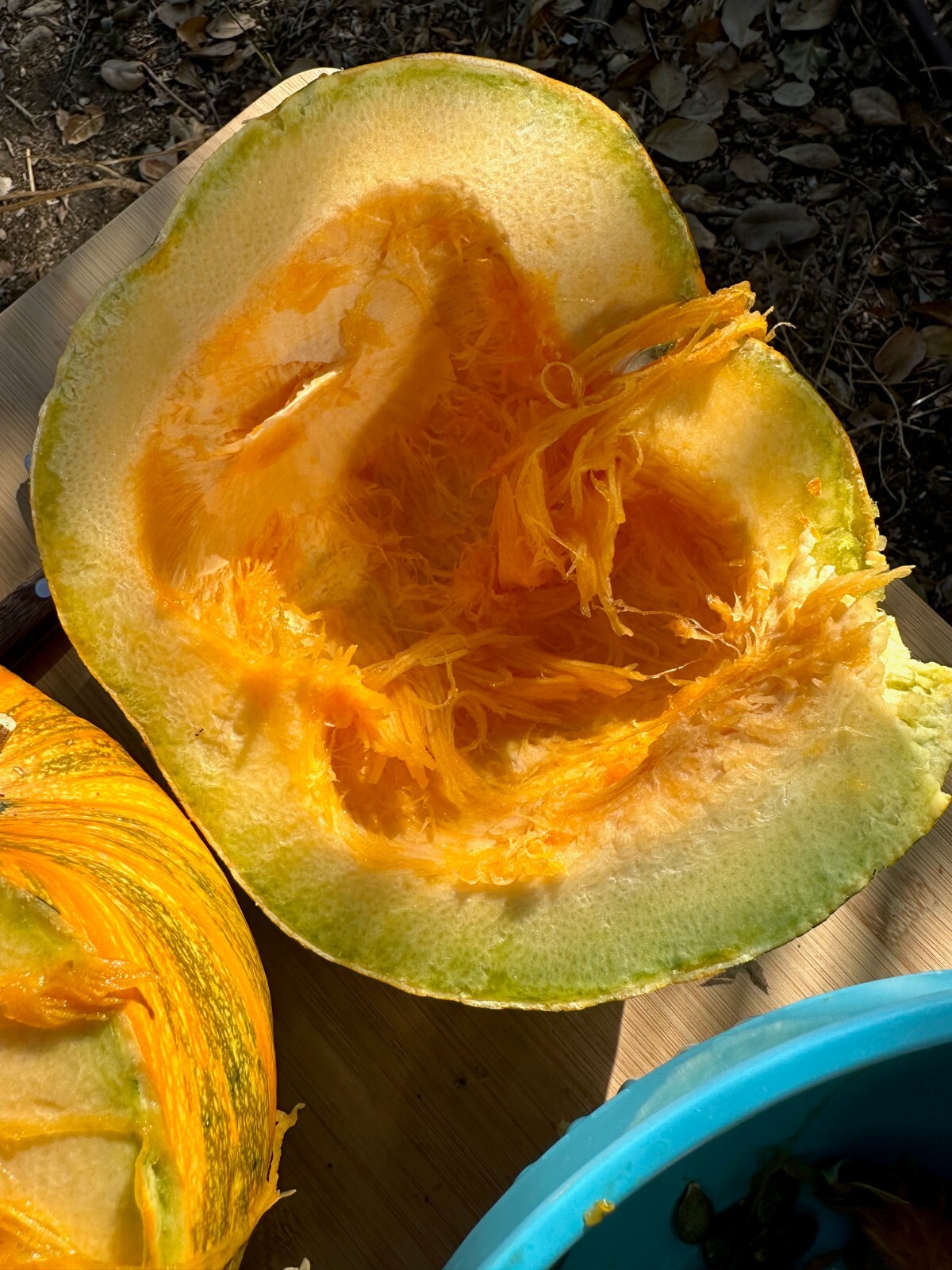 Styrian Hulless Pumpkin Seeds: Certified Organic, Non-GMO Seed Packet or Bulk