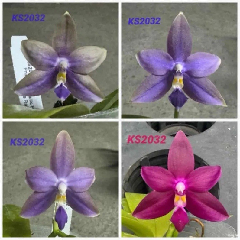 In spike! KS2032 Phal. KS Red-Blue Rainbow, very fragrant