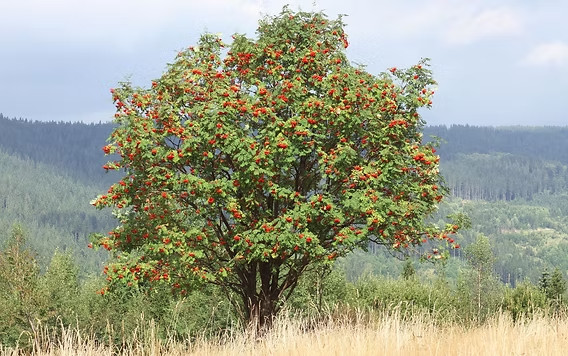 20 European Mountain Ash Rowan Seeds Sorbus aucuparia Fast Growing Fall Color