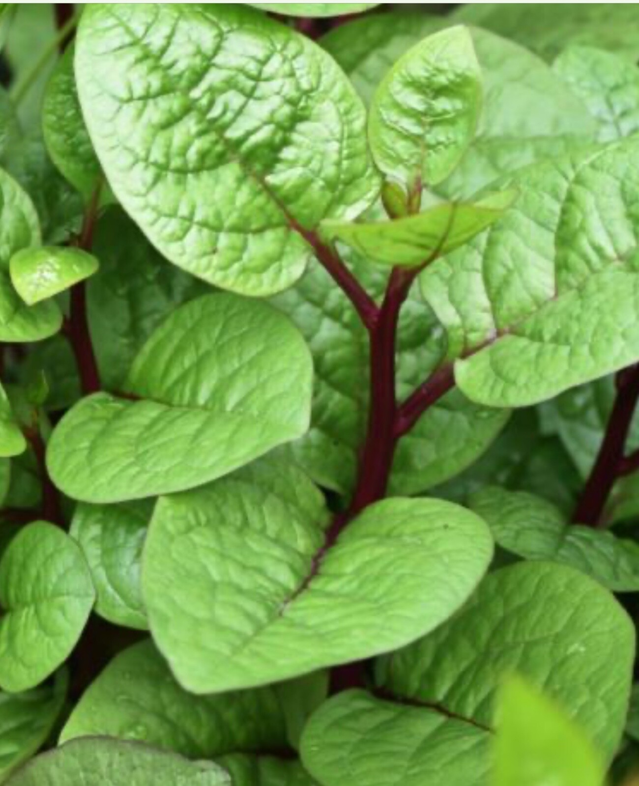 100 purple Malabar Spinach Seeds (Hạt Giống Rau Mồng tới Xanh)